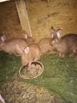 Králík - samičky - 5 měsíců