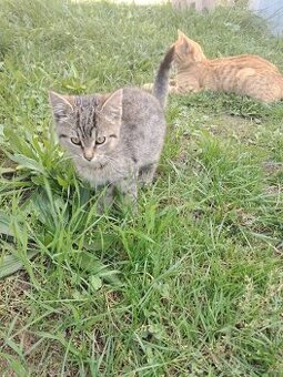 Daruji kotě - kocourka