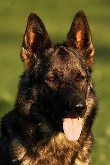 Německý ovčák hledám