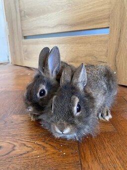 Králík zakrslý - mláďata
