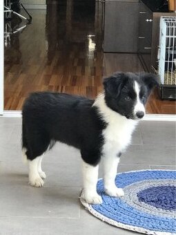 Schaním štěňátko borderkolie