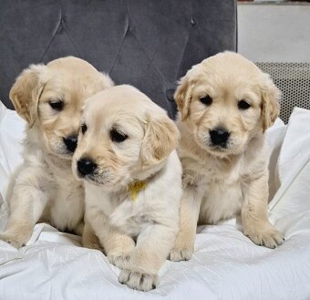 Zlatý retrívr🐕🦴