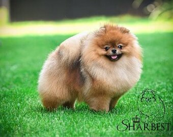 Pomeranian s PP FCI, chovný a výstavní pes