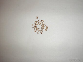 semena smrk pichlavý,smrk omorika,borovice lesní,modřín opad