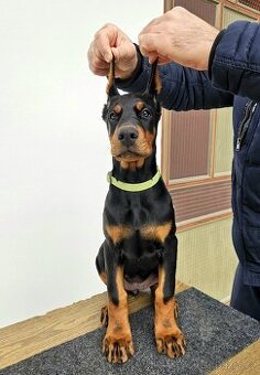 KUPIROVANÁ ŠTĚŇÁTKA DOBRMANA S PP FCI