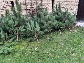 Prodám vánoční stromky - borkvice