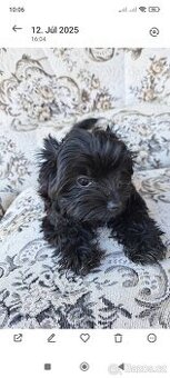 Black Yorkshire terrier