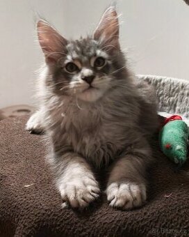 Maine coon,  mainská mývalia s PP