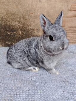 Zakrslý činčilový