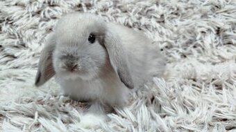 Zakrslý beránek, králíček, králík - STELA