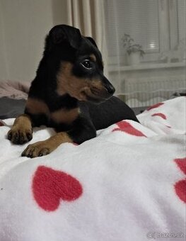 Prodám Křížence malého vzrůstu