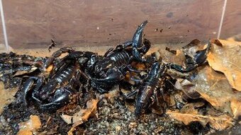 Heterometrus spinifer