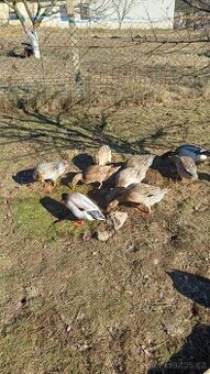 Indický běžec ( páry i jednotlivce)