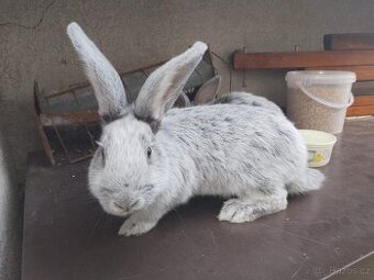 VSS velký stříbřitý