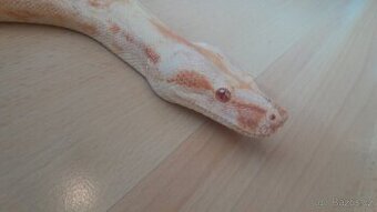 Boa constrictor Albín