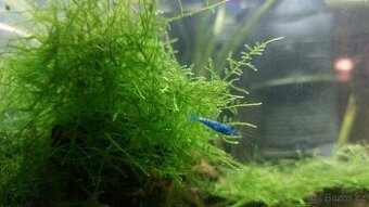 Krevetky Neocaridina Blue Dream