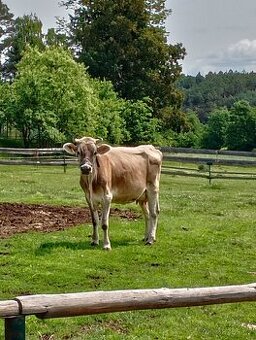 Kráva Brown Swiss