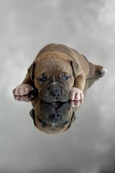 American Bully XL holčička