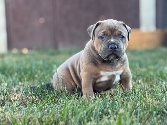 American Bully XL holčička