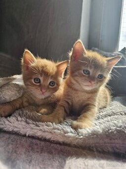 Červený zrzavý rezavý oranžový red kocourek „ Garfield „