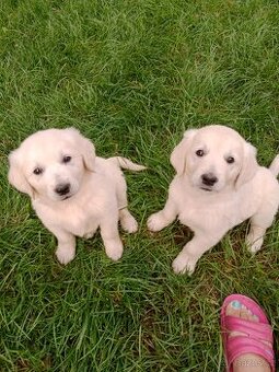 Zlatý retrívr/retriever