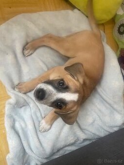 Štěně staford X belgický a německý ovčák