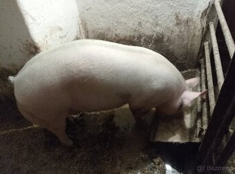 Vykrmené prase.