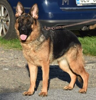 Německý ovčák s PP