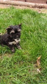 Jorkšírský teriér