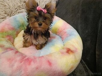 Jorkširský teriér s PP