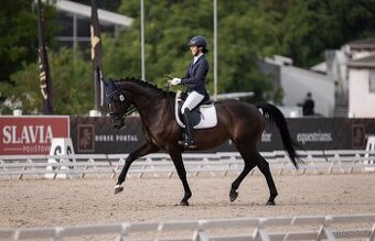 Zkušená drezurní klisna pro dítě či juniora - 1