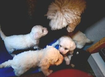 Pudl trpasličí štěně