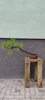 Bonsai, bonsaj, borovice v misce