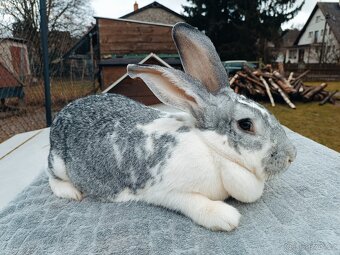 Mladé samice kříženky belgic. obra