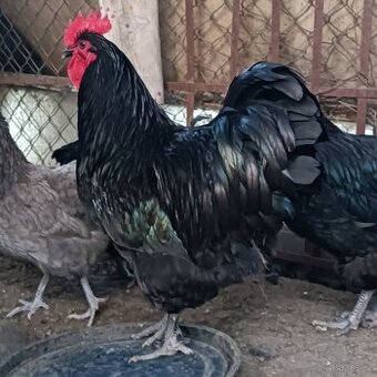 Krásný velký kohout