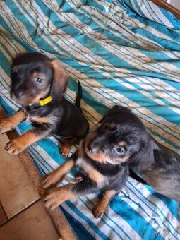 Jezevčík drsnosrsty