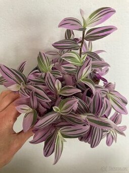 Voděnka tradescantia Nanouk