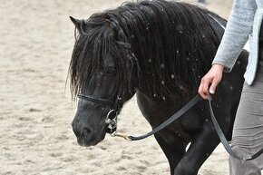 SHP - připouštění plemenný hřebec shetland pony - 1