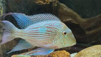 Geophagus, sveni, perleťovky