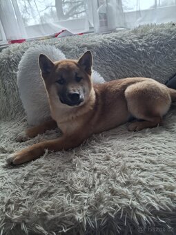Shiba inu