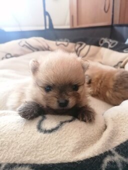 Pomeranian s PP