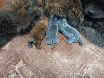 chow chow (čau čau)-blue - 1