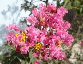Krepová myrta - Lagerstroemia indica 300 semen 50 Kč