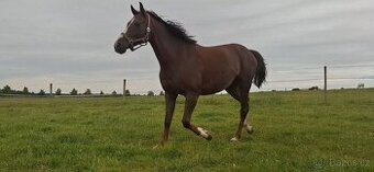 Chovná kobyla ČT po Heartbreak ZH