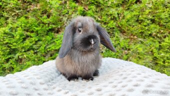 Zakrslý beránek, králíček, králík - PATRICIE