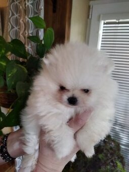 Pomeranian