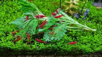 Neocaridina Davidi var. Blood Mary