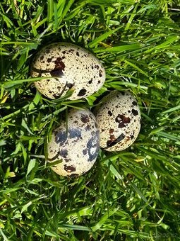 Křepelčí vajíčka