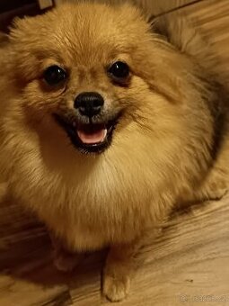 Pomeranian/Zwergspitz s PP