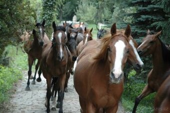 Ošetřovatel koní, jezdec, práce u koní